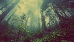 il-destino-in-un-bosco