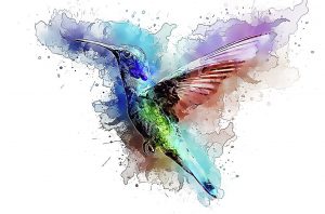 il-colibrì