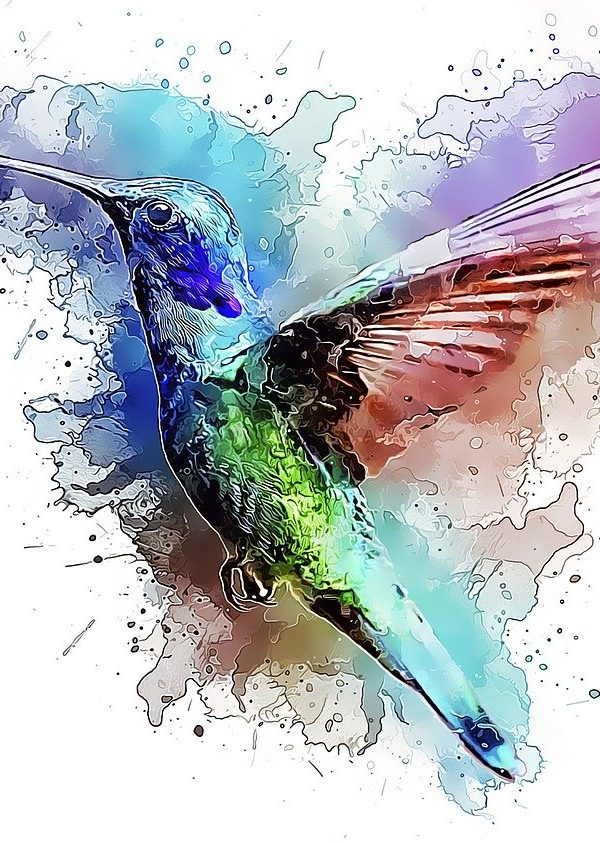 il-colibrì